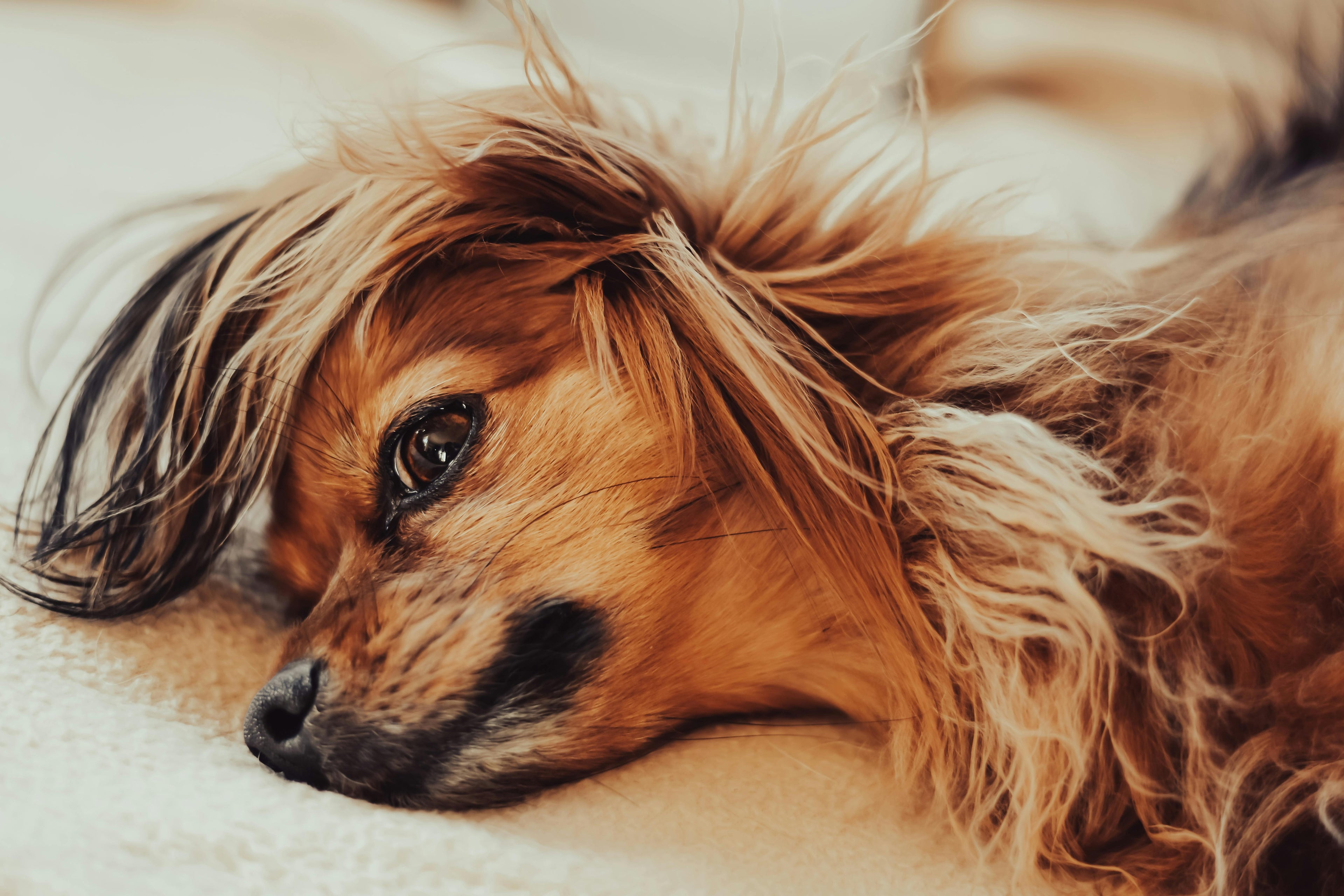 Managing Pet Hair at Home: Practical Tips for UK Pet Owners